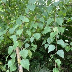 Silver Birch Tree (Betula Pendula) Grown By Cotswold Trees -Greenworld Zone Birch Leaves