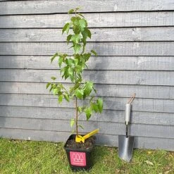 Silver Birch Tree (Betula Pendula) Grown By Cotswold Trees -Greenworld Zone Birch Main