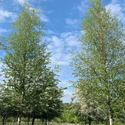 Silver Birch Tree (Betula Pendula) Grown By Cotswold Trees -Greenworld Zone Birch Trees