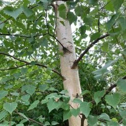 Silver Birch Tree (Betula Pendula) Grown By Cotswold Trees -Greenworld Zone Birch Trunk