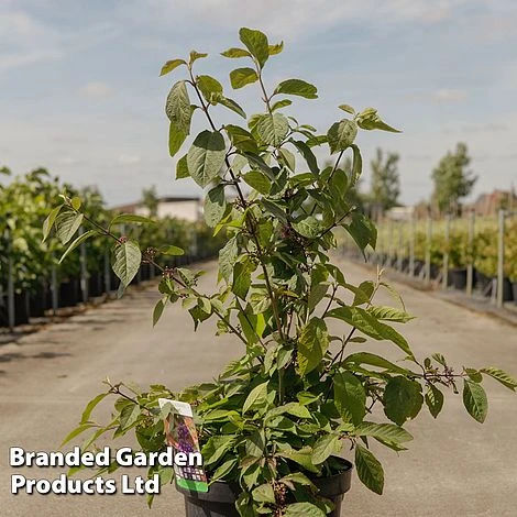 Callicarpa Bodinieri 'Imperial Pearl' 1 Callicarpa Bodinieri 'Imperial Pearl'