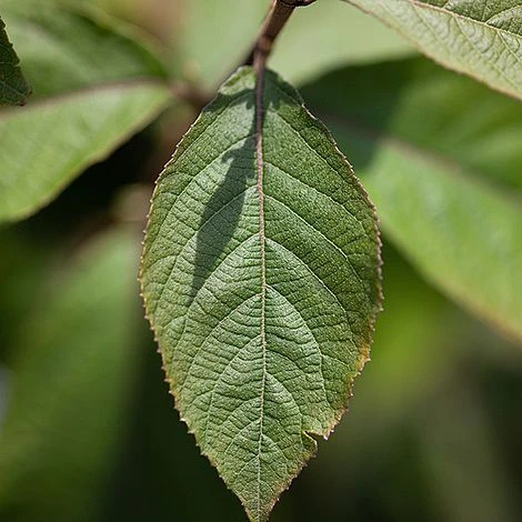 Callicarpa Bodinieri 'Imperial Pearl' 3 Callicarpa Bodinieri 'Imperial Pearl' - Image 3