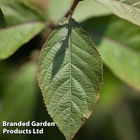 Callicarpa Bodinieri 'Imperial Pearl' 2 Callicarpa Bodinieri 'Imperial Pearl' - Image 2