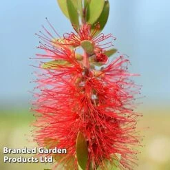 Callistemon Laevis