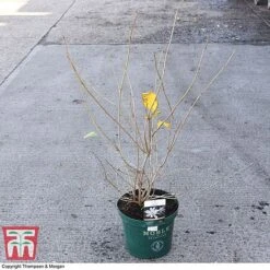 Calycanthus 'Venus' -Greenworld Zone CALY 68284 A