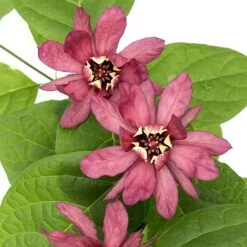 Calycanthus Duo -Greenworld Zone CALY KA9176 C