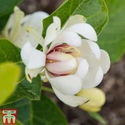 Calycanthus 'Venus' -Greenworld Zone CALY T68284 C