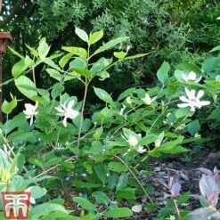 Calycanthus 'Venus' -Greenworld Zone CALY T68284 D