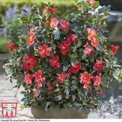 Camellia '1001 Summer Nights' Jasmine 7 Camellia '1001 Summer Nights' Jasmine -Greenworld Zone CAM WKB6245 G