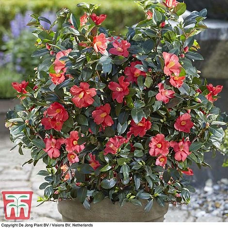 Camellia '1001 Summer Nights' Jasmine 3 Camellia '1001 Summer Nights' Jasmine - Image 3