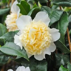 Camellia 'Brushfield's Yellow' -Greenworld Zone CAME T70863 C