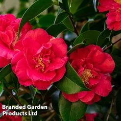 Camellia 'Blooming Wonder Red' -Greenworld Zone CAME 20BLOOMSR L14711