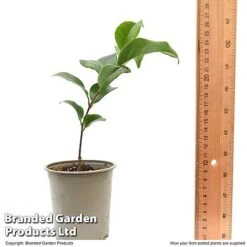 Camellia Japonica 'Doctor King' -Greenworld Zone CAME DRKING9CM T47641