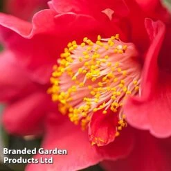 Camellia Japonica Subsp. Rusticana 'Reigyoku' -Greenworld Zone CAME DRKINGRED L18550