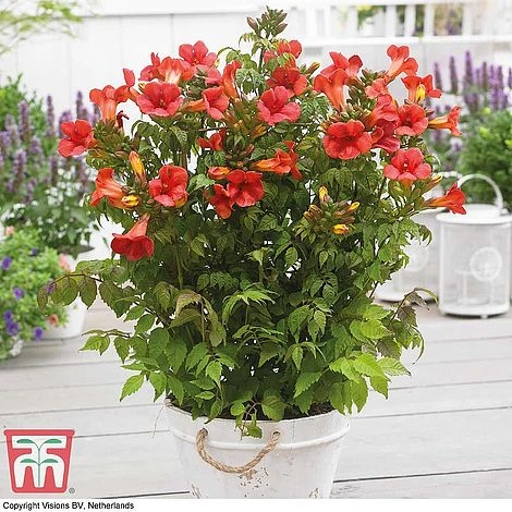 Campsis Trio 3 Campsis Trio - Image 3