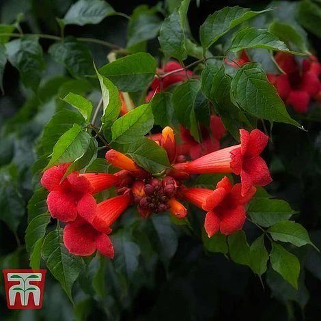 Campsis X Tagliabuana 'Summer Jazz Fire Trumpet' 2 Campsis X Tagliabuana 'Summer Jazz Fire Trumpet' - Image 2