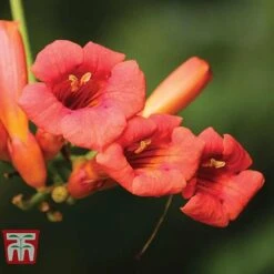 Campsis X Tagliabuana 'Madame Galen' -Greenworld Zone CAMP t58013TM C