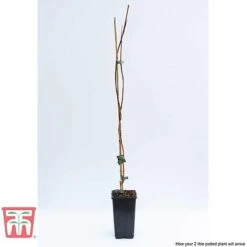 Campsis X Tagliabuana 'Madame Galen' -Greenworld Zone CAMP t58013TM D