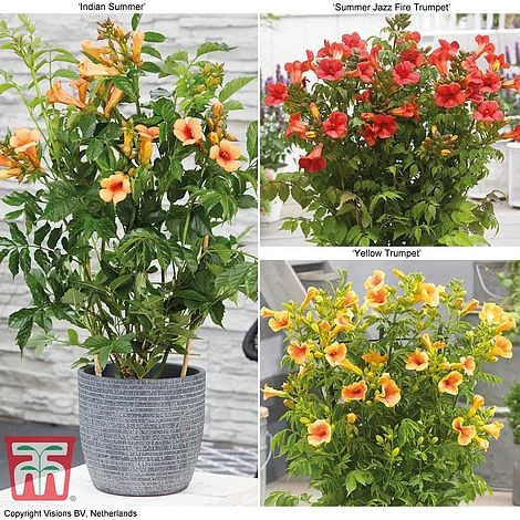 Campsis Trio 1 Campsis Trio