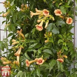 Campsis X Tagliabuana 'Indian Summer' 11 Campsis X Tagliabuana 'Indian Summer' -Greenworld Zone CAMP INDIANSUM S07519