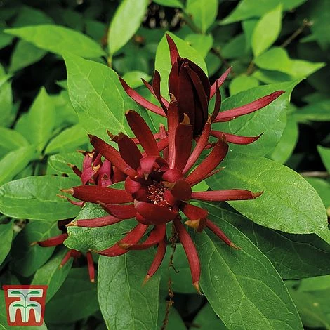 Carolina Allspice 2 Carolina Allspice - Image 2