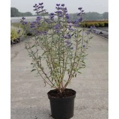 Caryopteris X Clandonensis 'Thetis' -Greenworld Zone CARY T62036 A h