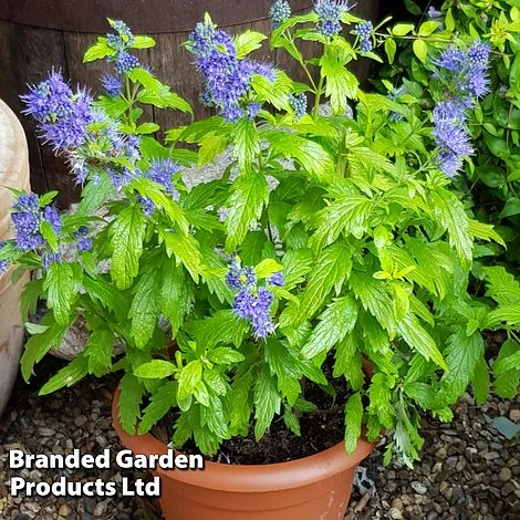 Caryopteris 'Sapphire Dream' 1 Caryopteris 'Sapphire Dream'