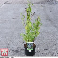 Ceanothus X Delilianus 'Henri Desfosse' -Greenworld Zone CEAN 81105 A