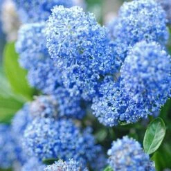 Ceanothus X Delileanus 'Gloire De Versailles'