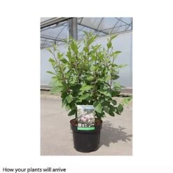 Ceanothus X Pallidus 'Marie Simon' -Greenworld Zone CEAN T66113 A h