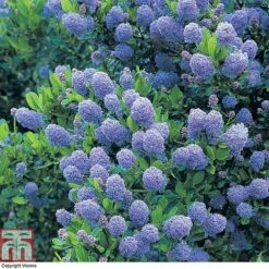 Ceanothus 'Skylark' -Greenworld Zone CEAN TKA0803 A