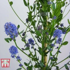 Ceanothus 'Skylark' -Greenworld Zone CEAN TKA0803 E