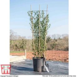 Ceanothus 'Skylark' -Greenworld Zone CEAN TKA0803 L