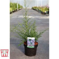 Ceanothus 'Puget Blue' 5 Ceanothus 'Puget Blue' -Greenworld Zone CEAN TKA0961 C
