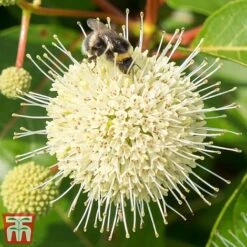 Cephalanthus 'Magical Moonlight' -Greenworld Zone CEPH T62548 B