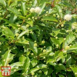 Cephalanthus 'Magical Moonlight' -Greenworld Zone CEPH T62548 C
