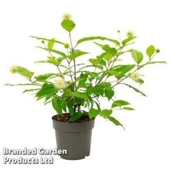 Cephalanthus Occidentalis 'Honeyballs' -Greenworld Zone CEPH HONEYBALL S44109