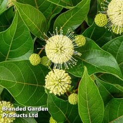 Cephalanthus Occidentalis 'Honeyballs' -Greenworld Zone CEPH HONEYBALL S44112