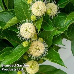 Cephalanthus Occidentalis 'Honeyballs' -Greenworld Zone CEPH HONEYBALL S44113