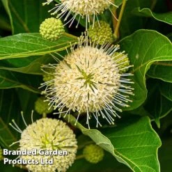 Cephalanthus Occidentalis 'Honeyballs' -Greenworld Zone CEPH HONEYBALL S44115