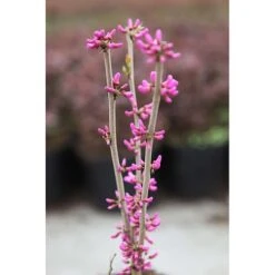 Cercis Chinensis 'Avondale' -Greenworld Zone CERC T67896 A h