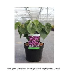 Cercis Chinensis 'Avondale' -Greenworld Zone CERC T67896 B h