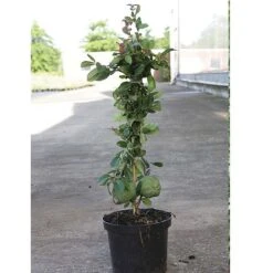 Chaenomeles X Superba 'Elly Mossel' 3 Chaenomeles X Superba 'Elly Mossel' -Greenworld Zone CHAE T62037 B h