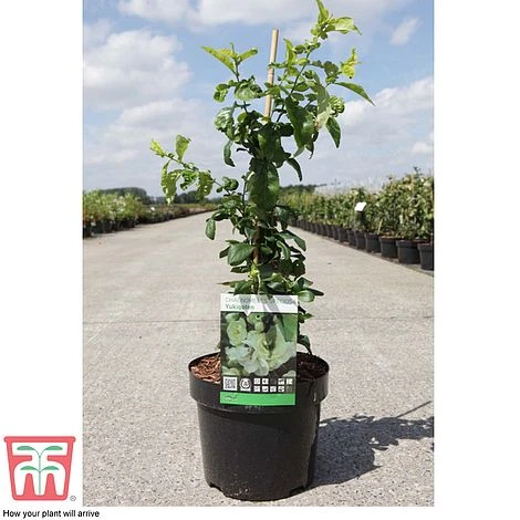 Chaenomeles Speciosa 'Yukigoten' 2 Chaenomeles Speciosa 'Yukigoten' - Image 2