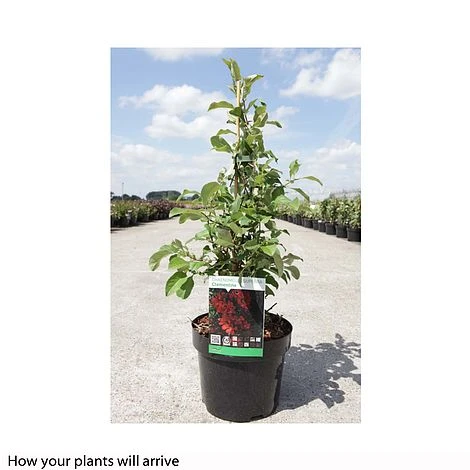 Chaenomeles X Superba 'Clementine' 2 Chaenomeles X Superba 'Clementine' - Image 2