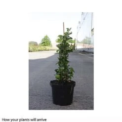 Chaenomeles X Superba 'Jet Trail' -Greenworld Zone CHAE T66127 B h