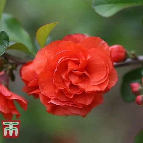 Chaenomeles 'Orange Storm' 2 Chaenomeles 'Orange Storm' - Image 2