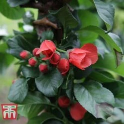 Chaenomeles 'Orange Storm' 8 Chaenomeles 'Orange Storm' -Greenworld Zone CHAE T79995 D