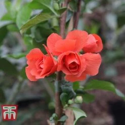 Chaenomeles 'Orange Storm' 9 Chaenomeles 'Orange Storm' -Greenworld Zone CHAE T79995 F