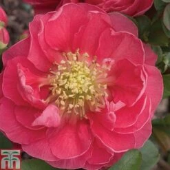 Chaenomeles 'Pink Storm' 7 Chaenomeles 'Pink Storm' -Greenworld Zone CHAE T79996 A